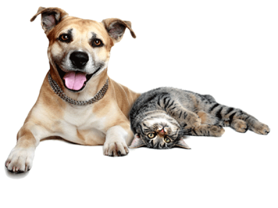 kisspng-dogcat-relationship-pet-sitting-dogcat-relat-dogs-and-cats-5b0db37ecb4c33.7050052915276245748327